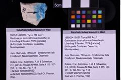 Foto (Objekt + Etiketten) von Gastrosacus tuberosiformus (Lörenthey in Lörenthey & Beurlen, 1929) (NHMW-GEO-1990-0041-0521)